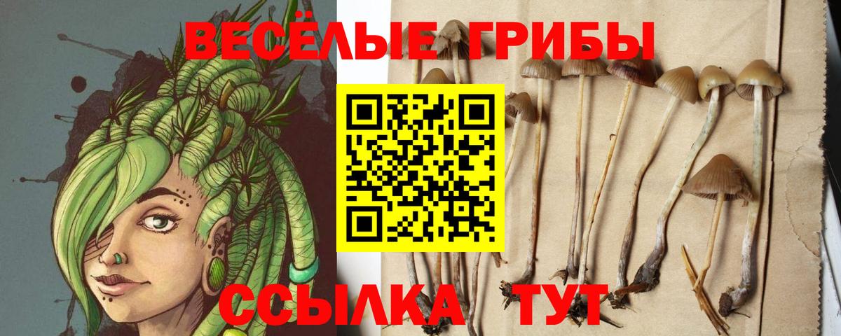 Псилоцибиновые грибы Psilocybine cubensis Шахты